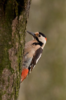 Woodpecker Syrian