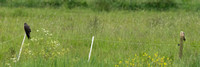 May 2022  Lydden, Worth, Kent