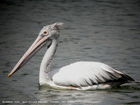 Pelican Spot-billed