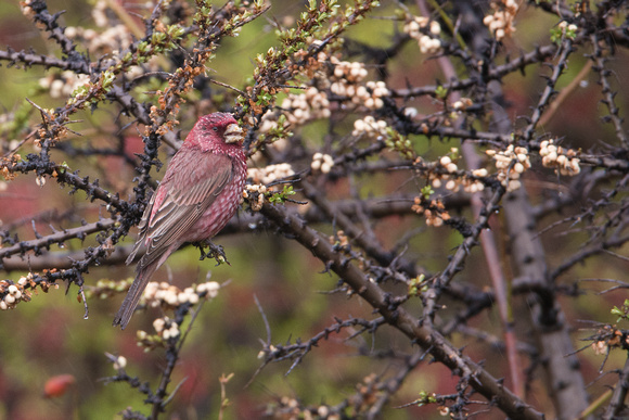 May 2019  Greater Caucasus, Georgia