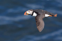 June 2017  Farne Islands, Northumberland