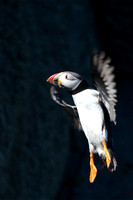 July 2014  Skomer, Pembrokeshire