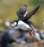 June 2017  Farne Islands, Northumberland