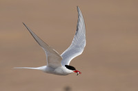 Tern Arctic