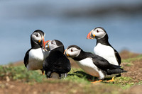 May 2017  Lunga, Treshnish Isles