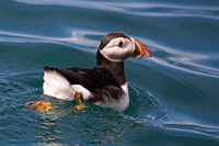 July 2014  Skomer, Pembrokeshire