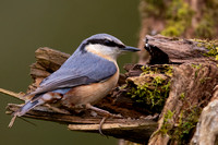 Nuthatch January 2020  Lower Slaughter, Gloucestershire