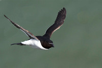 May 2017  Bempton Cliffs, Yorkshire