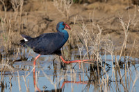 February 2019  Brazo del Este, Sevilla