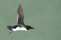 May 2017  Bempton Cliffs, Yorkshire