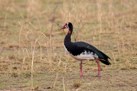 Goose Spur-winged
