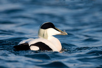 March 2015  Batsfjord, Norway