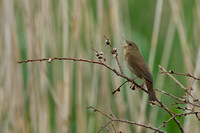 June 2021  Ham Wall, Somerset
