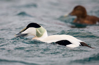 March 2015  Batsfjord, Norway