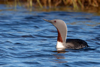 June 2019  Flói, Iceland