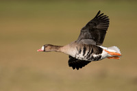 Geese and Shelduck