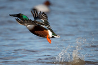 January 2016  Slimbridge, Gloucestershire