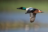 January 2016  Slimbridge, Gloucestershire