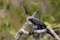 Cormorant Long-tailed