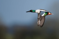 January 2016  Slimbridge, Gloucestershire