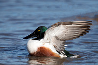 January 2016  Slimbridge, Gloucestershire