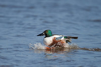 January 2016  Slimbridge, Gloucestershire