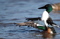 January 2016  Slimbridge, Gloucestershire