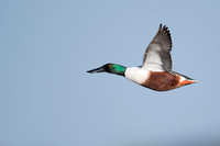 January 2016  Slimbridge, Gloucestershire