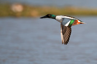 January 2016  Slimbridge, Gloucestershire