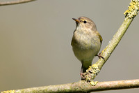 April 2019  Naunton, Gloucestershire