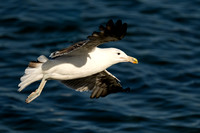 Gull Cape