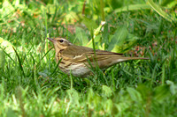 Pipit Olive-backed