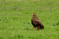 Eagle Spotted Lesser