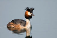 Grebe Great Crested