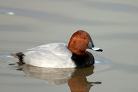 Pochard