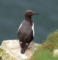 May 2017  Bempton Cliffs, Yorkshire