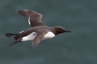 May 2017  Bempton Cliffs, Yorkshire