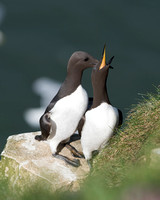 May 2017  Bempton Cliffs, Yorkshire