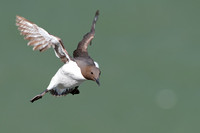 May 2017  Bempton Cliffs, Yorkshire