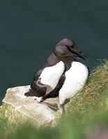 May 2017  Bempton Cliffs, Yorkshire