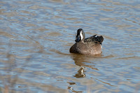 February 2020  Man Sands, Devon
