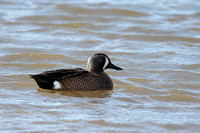 February 2020  Man Sands, Devon