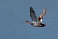 May 2021  Cotswold Water Park, Gloucestershire