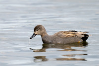 April 2022  Wilstone reservoir, Tring, Hertfordshire