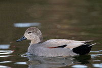 January 2016  Newton Abbott, Devon