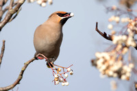 February 2020  Blackminster, Worcestershire