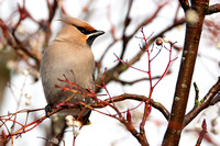 February 2020  Blackminster, Worcestershire