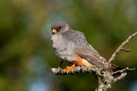 Falcon Red-footed