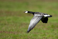 May 2021  Frampton on Severn, Gloucestershire