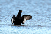 Scoter Velvet